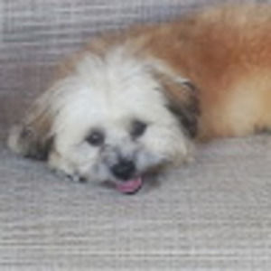 Meet your Posher, Chesty